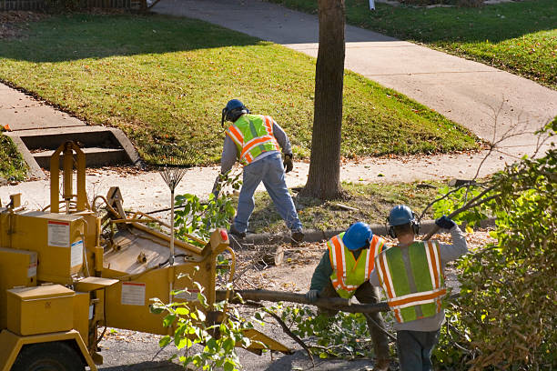 Tree and Shrub Care in Fairmount, TN